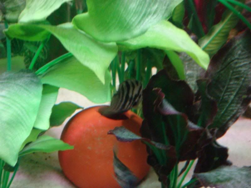 Fish005-1.jpg