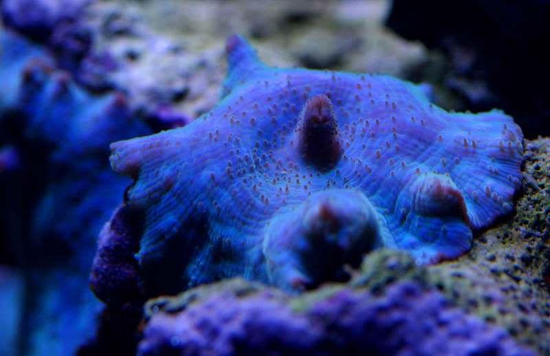 bluemorph.jpg