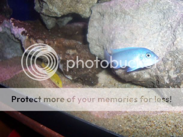 mbuna6.jpg