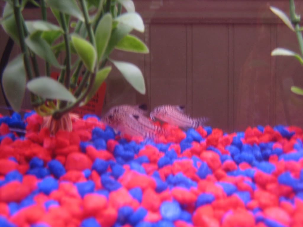 fish036.jpg