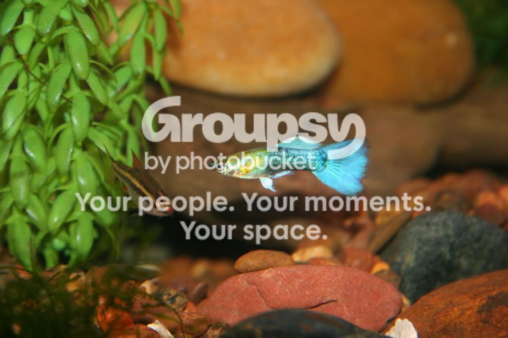 guppy1.jpg