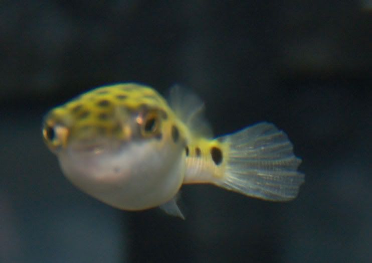 Puffers-Me007.jpg