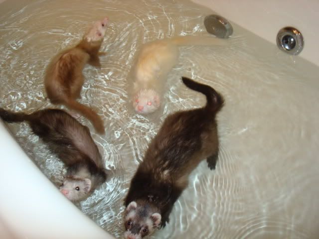 ferrets026.jpg