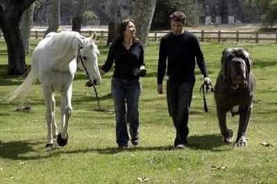 worlds-biggest-dog-718750.jpg