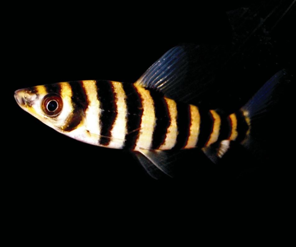 stripy_zps977575fa.jpg