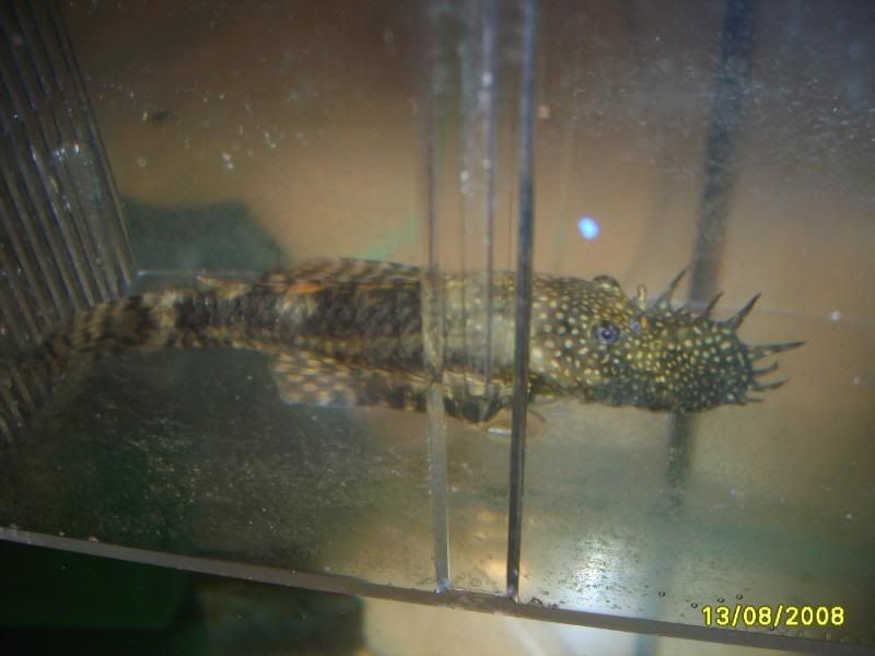 S5005324.jpg