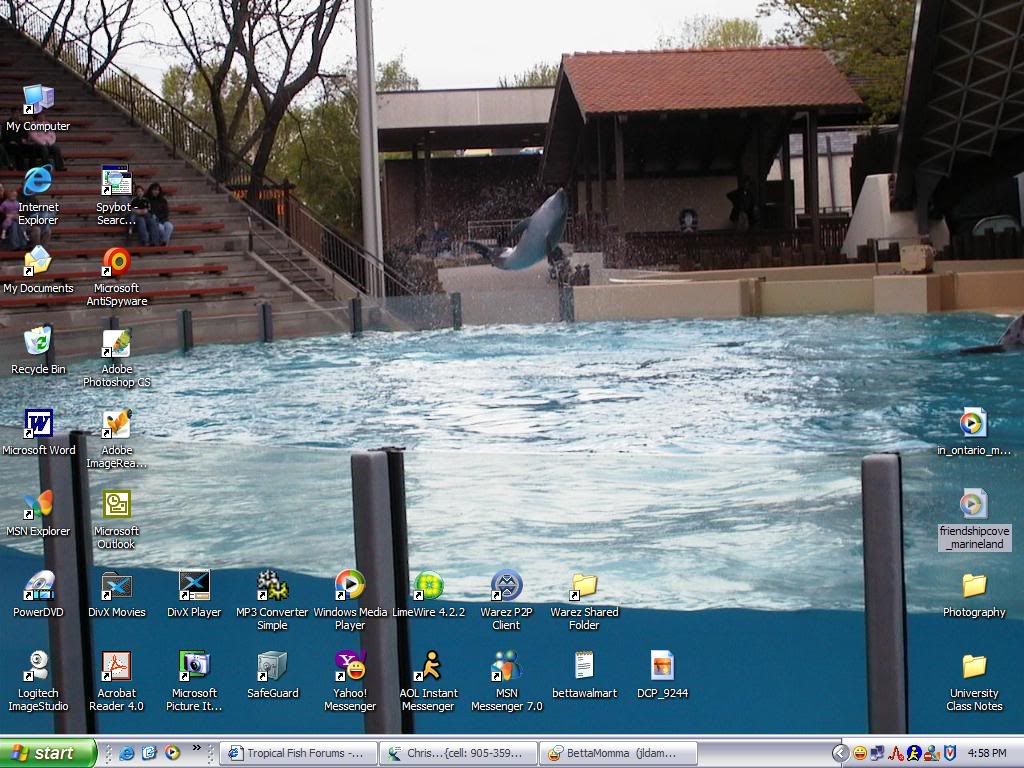 desktopecho.jpg