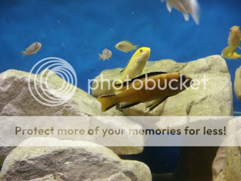 PICT0101.jpg