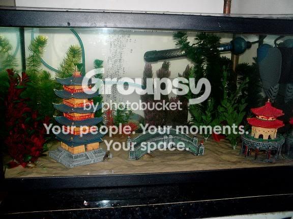 addedplants-1.jpg