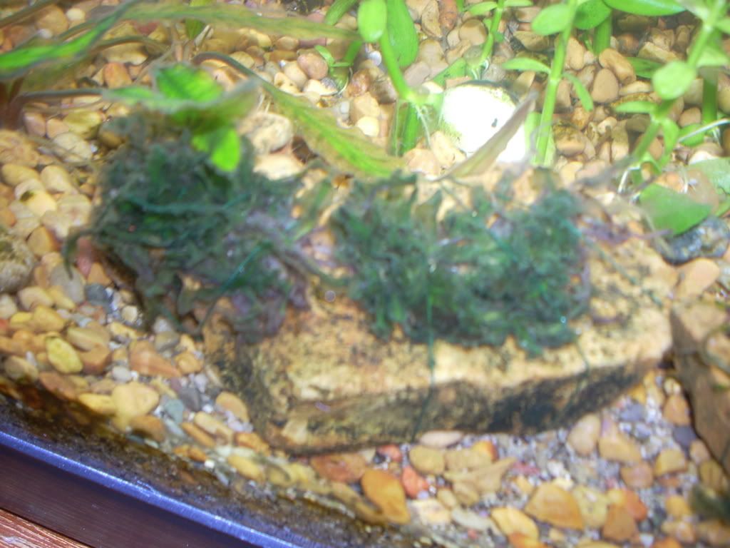 Picture079.jpg