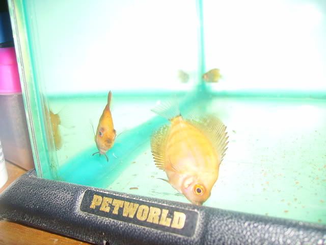 hmfry9weeks1.jpg