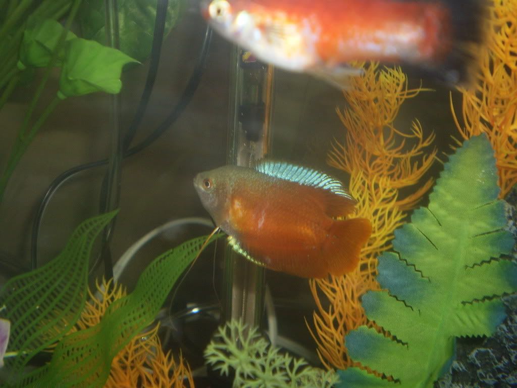 fishiesinluv6770.jpg