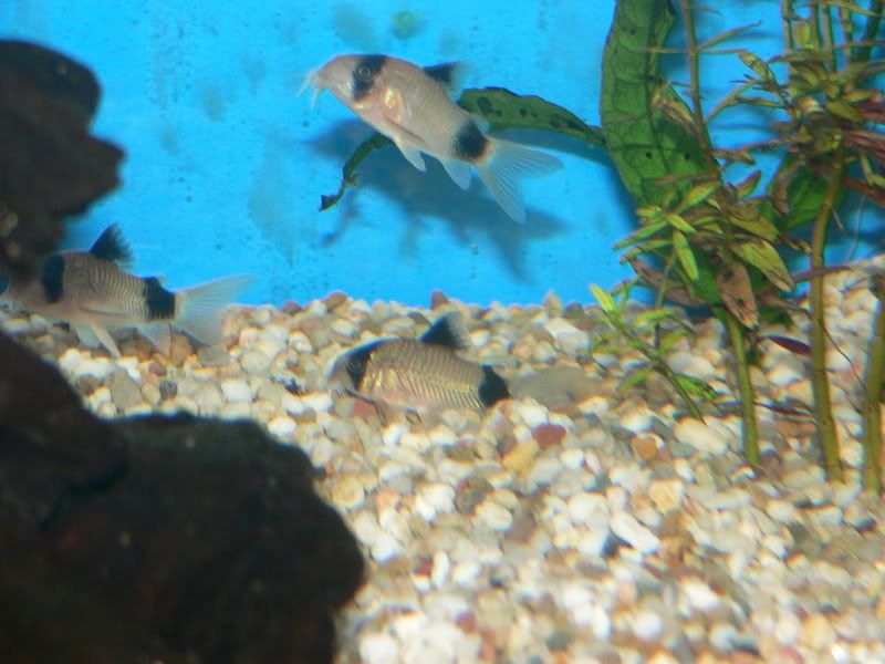 P1070249.jpg