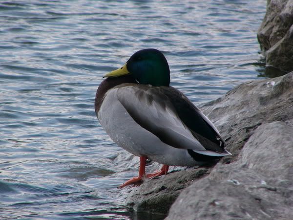 P1000799.jpg