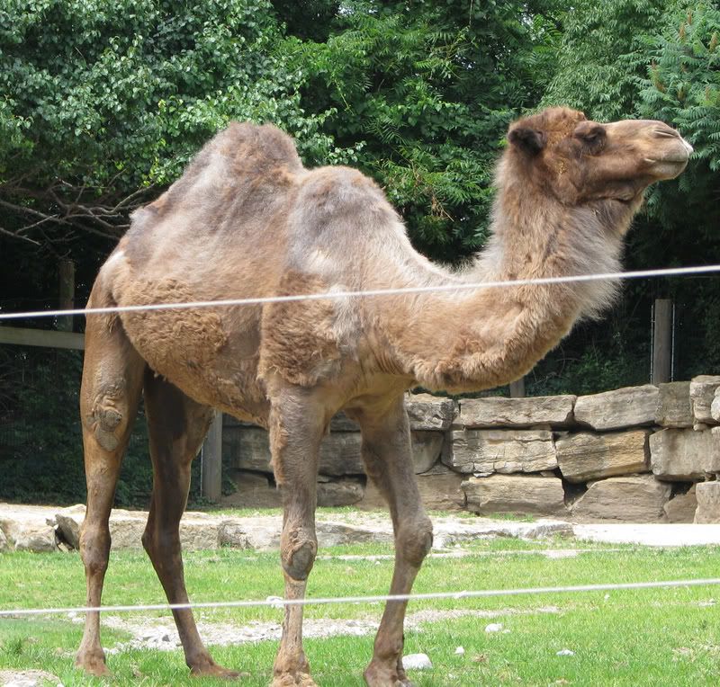 Camel.jpg