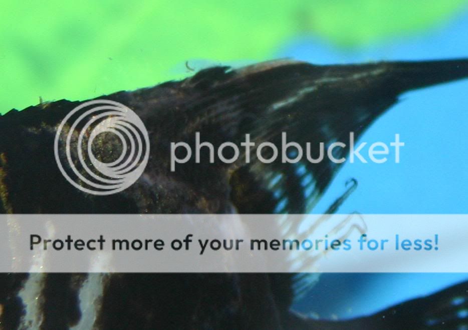 sickfish1.jpg