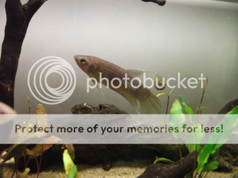 fishetc020.jpg