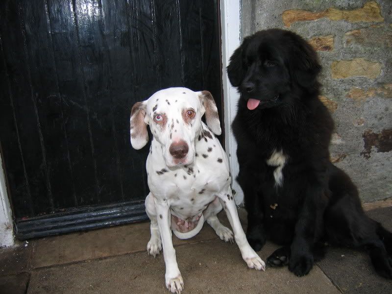 pups4weeks003.jpg