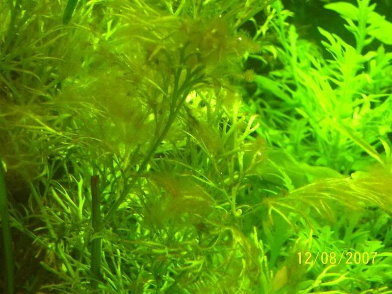 algae.jpg