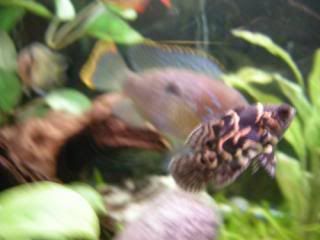 DSCN1060-1.jpg