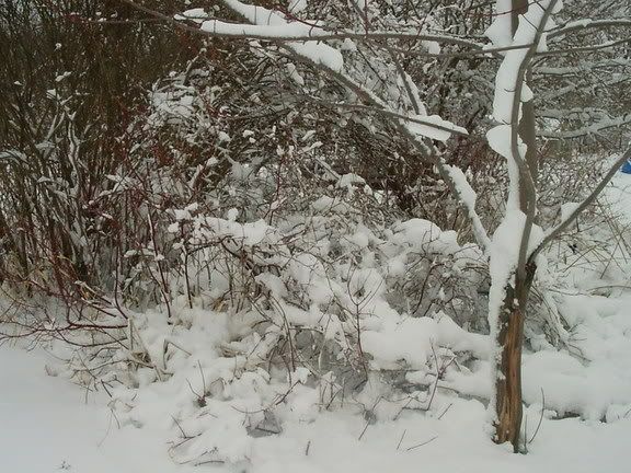 3-13-06WinterStorm023.jpg