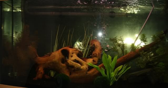 Fish14-08-09003.jpg