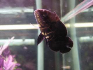 DSCN1211.jpg
