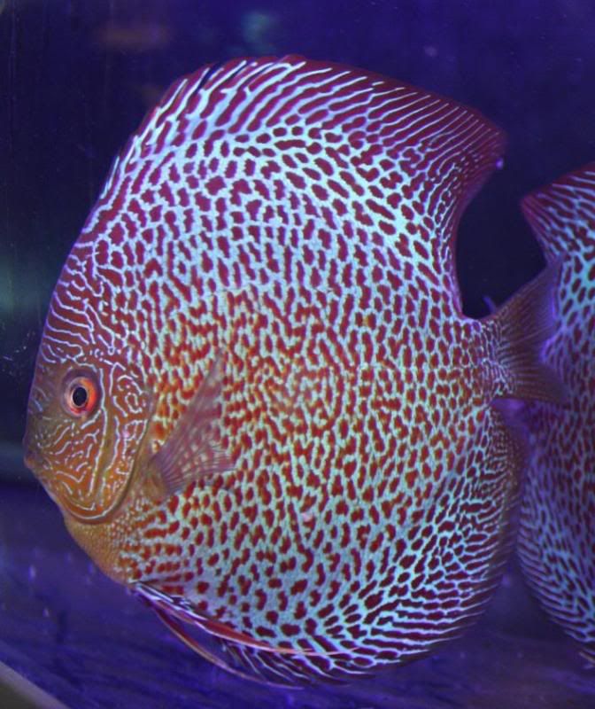 discus96.jpg
