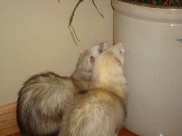 ferrets037-1.jpg