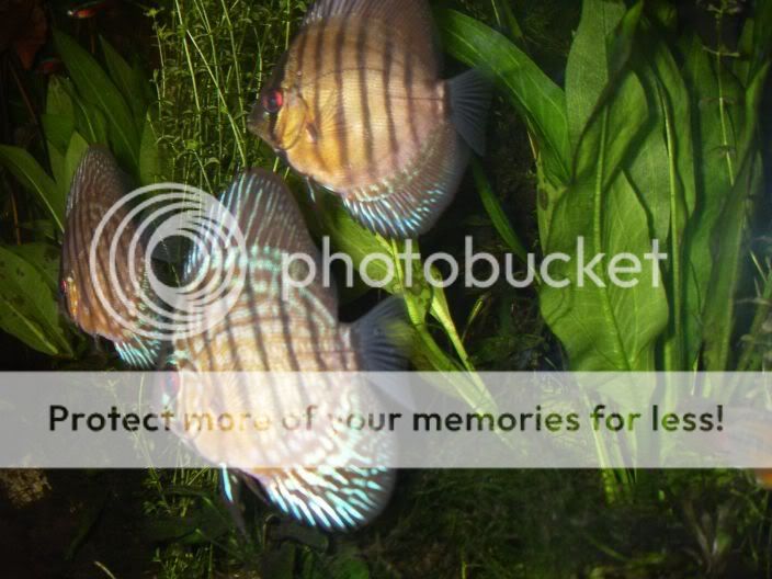 discus.jpg
