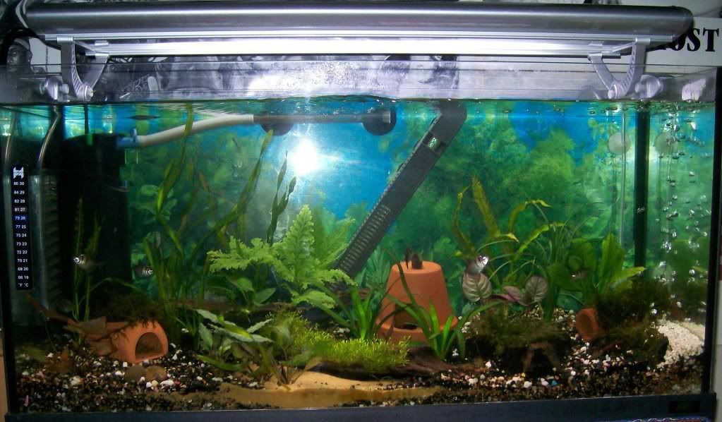 acara014.jpg