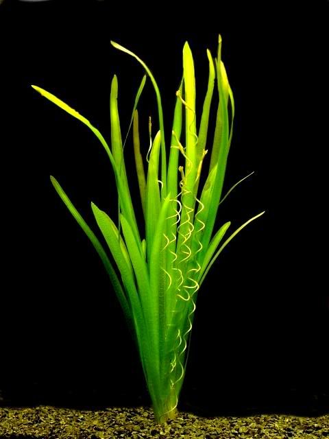 vallisneria_gigantea.jpg