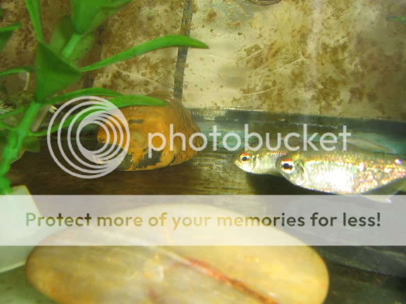 PictureorVideo424.jpg