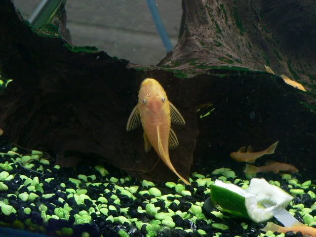 Fish025.jpg