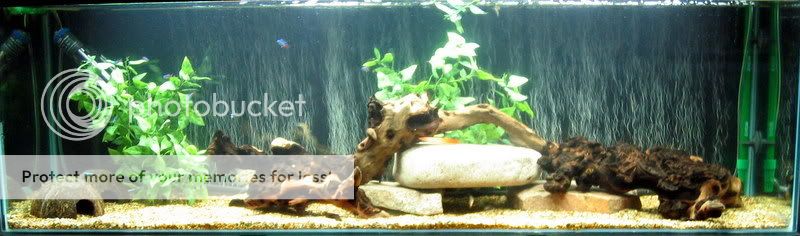 fishtankapril08020.jpg