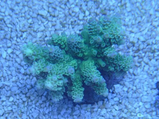 Acrohumilis2.jpg