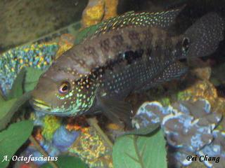 jackdempsey-thumb.jpg