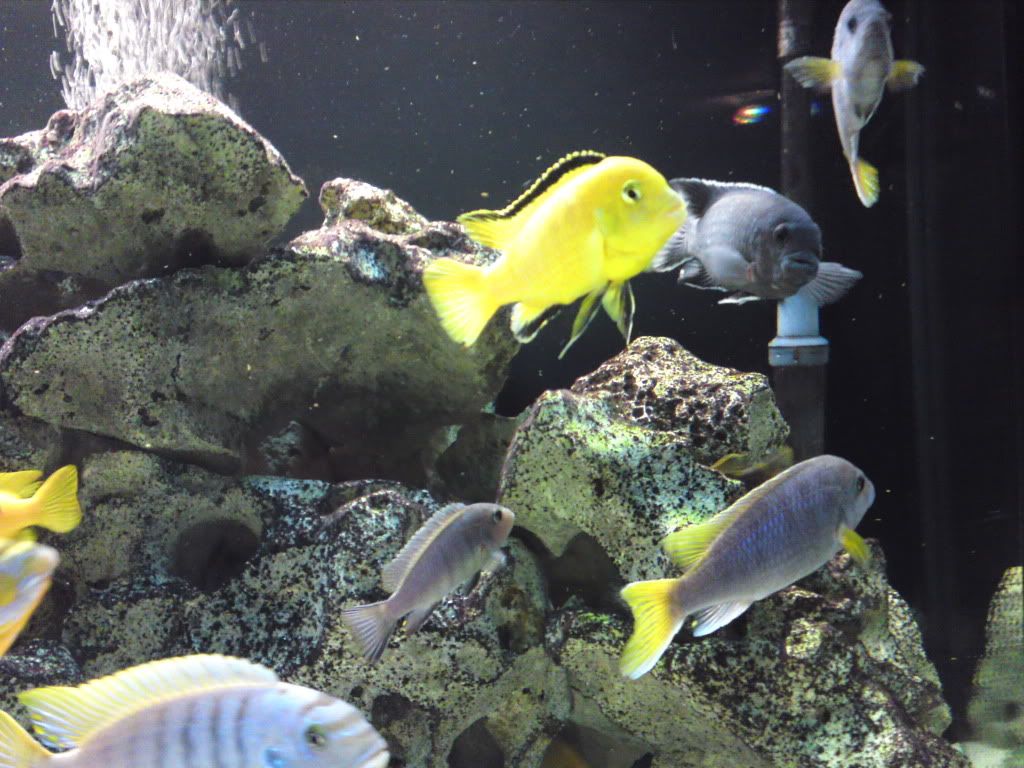 fish028.jpg