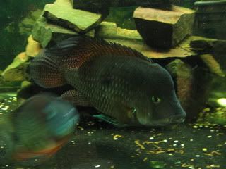 fish92009021.jpg