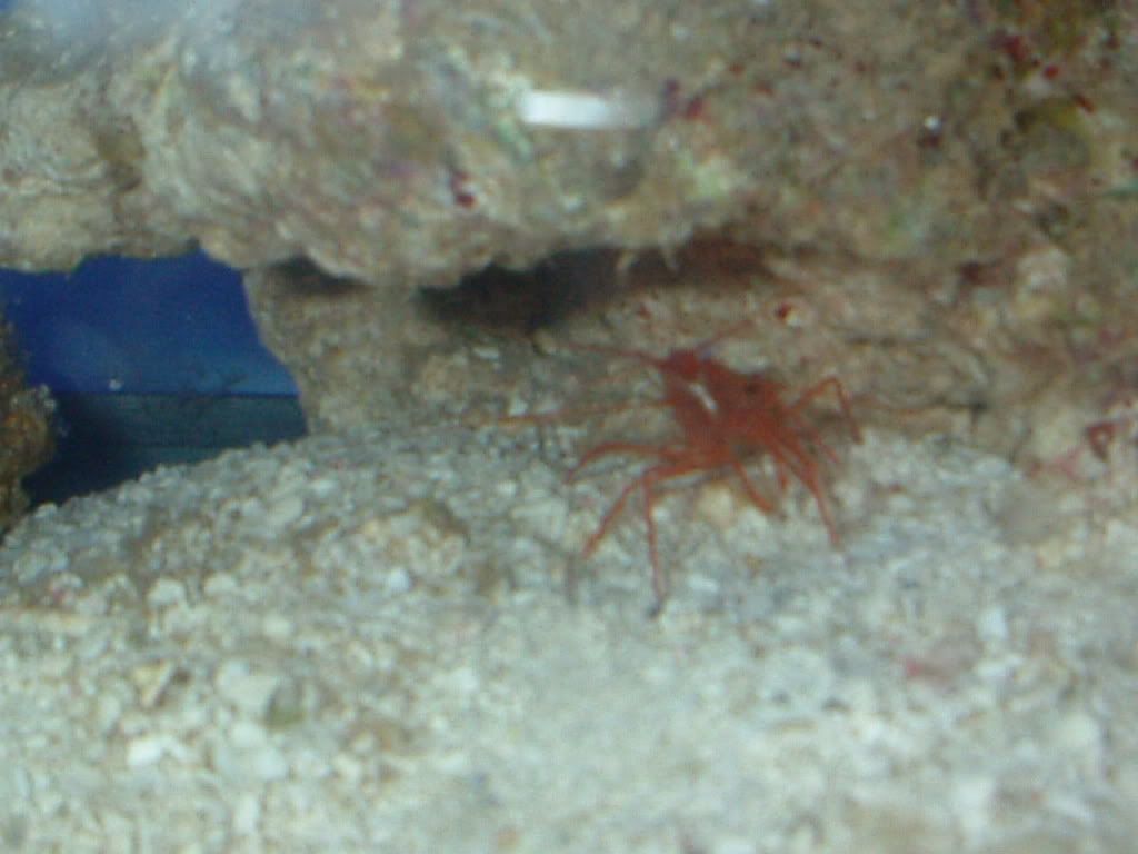 peppermintshrimp4.jpg