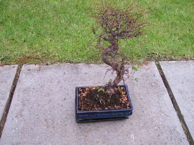 Picture508.jpg