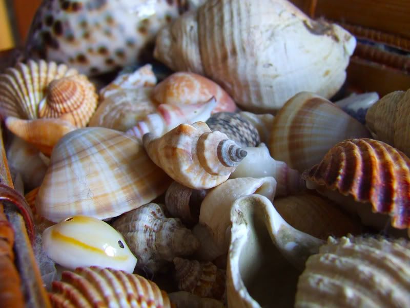 shell2.jpg