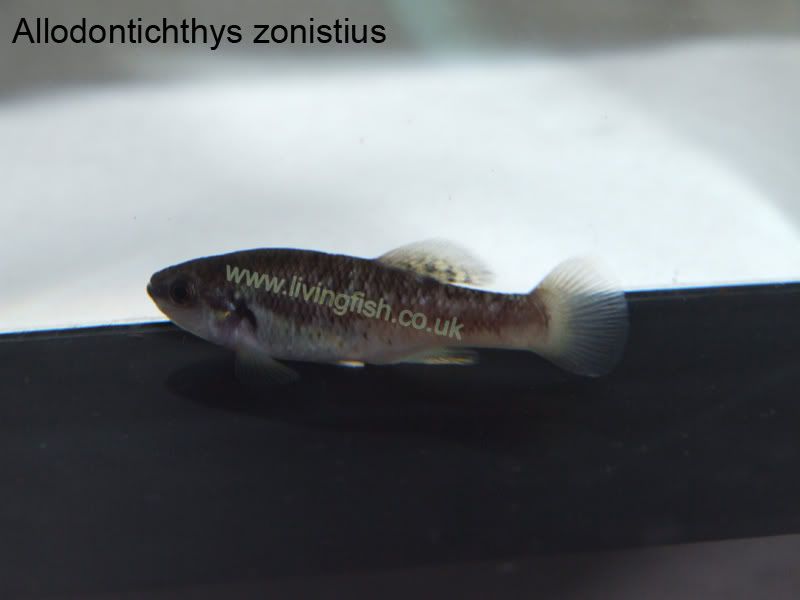 Allodontichthys-zonistius.jpg