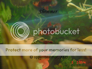 shimmer9294.png
