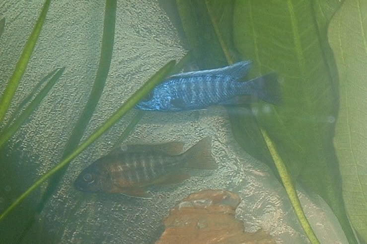 bluebrown.jpg