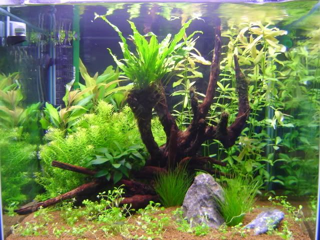 planttank28.jpg