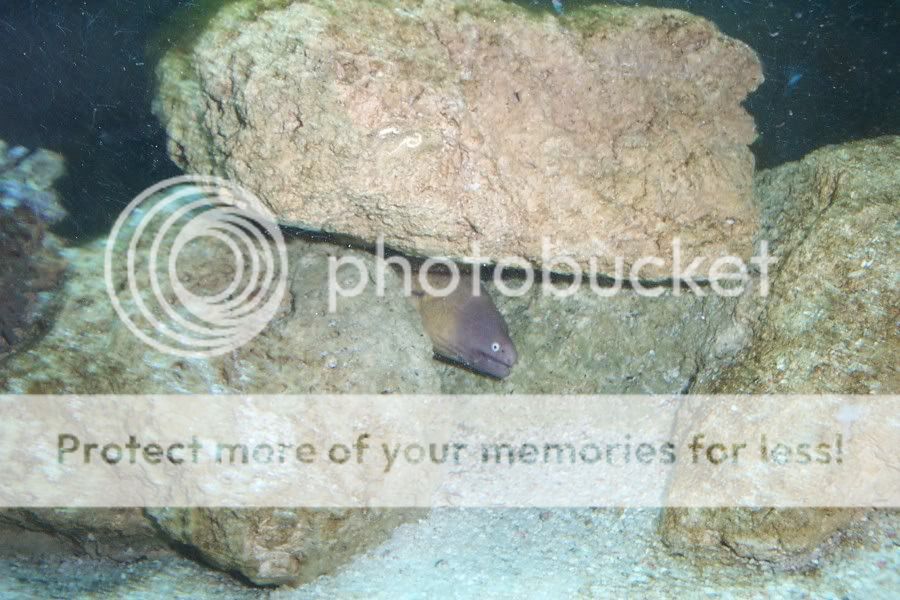 PiranhasandNewfish094.jpg