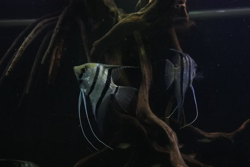 fish7.jpg