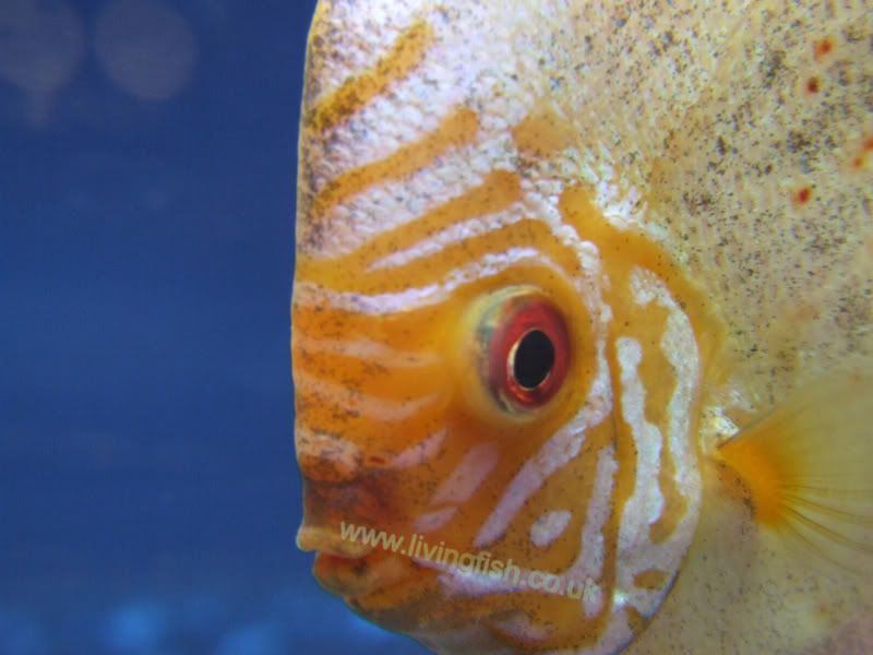 DSCF1575.jpg