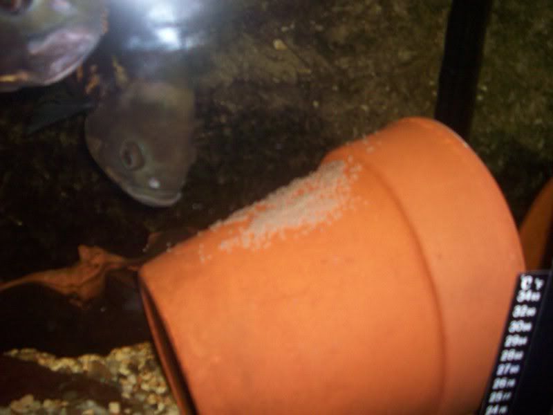 100_1296.jpg